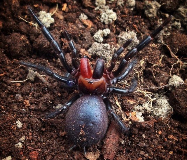 Gambar Dan Foto Red-fanged funnel spider ( Atrax sutherlandi ) - Serangga Paling Langka