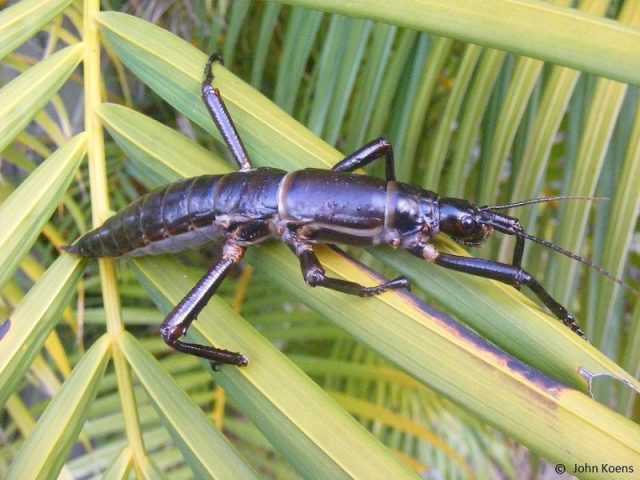 Gambar Dan Foto The tree lobster ( Dryococelus australis ) - Serangga Paling Langka