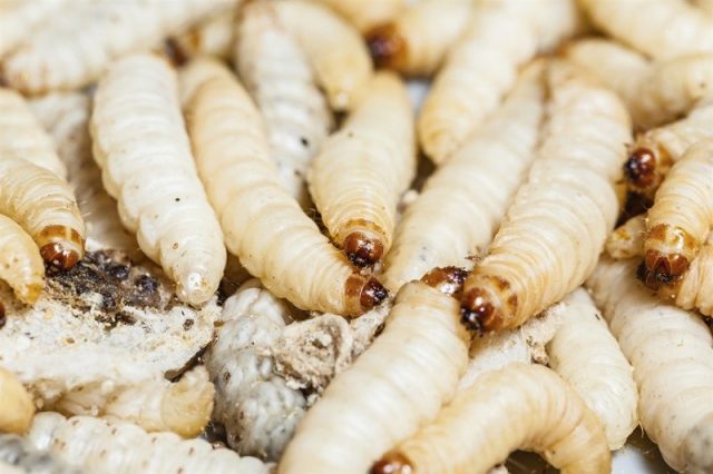 Gambar Apa Makanan Kadal Rumput waxworms