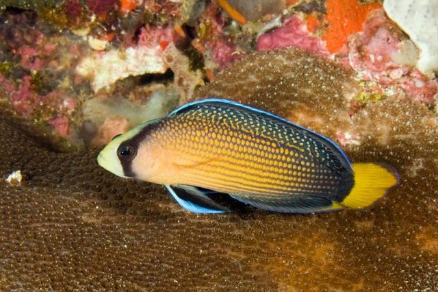 Gambar Ikan Hias Air Laut Australian multicolor pseudochromis