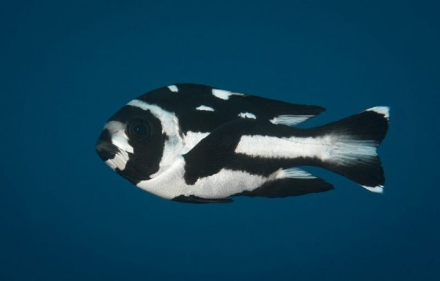 Gambar Ikan Hias Air Laut Black snapper, black and white snapper
