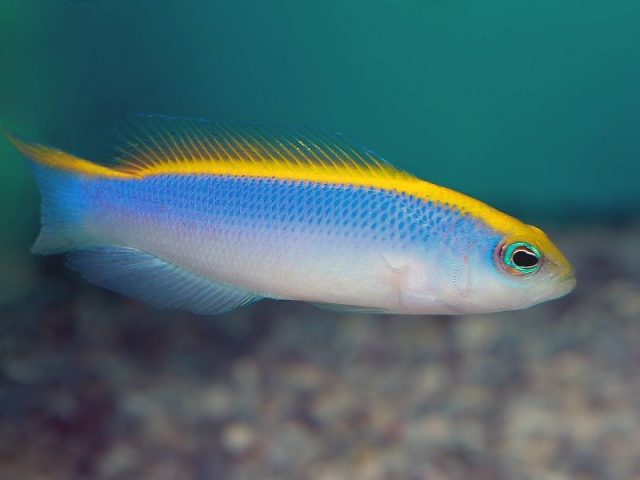 Gambar Ikan Hias Air Laut Blue flavivertex pseudochromis