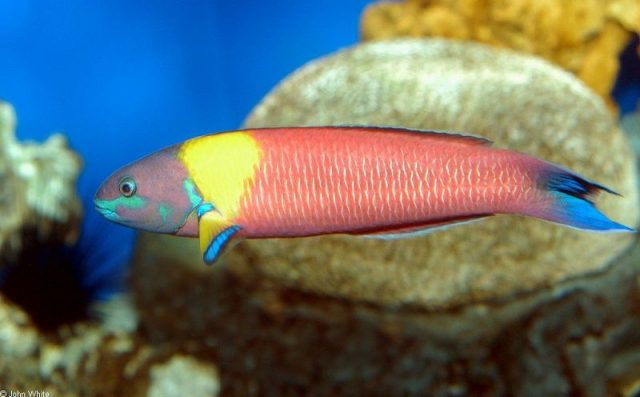 Gambar Ikan Hias Air Laut Cortez rainbow wrasse