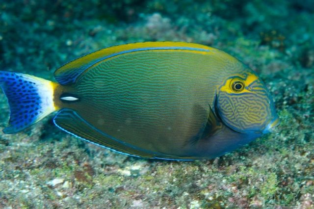 Gambar Ikan Hias Air Laut Dussumieri tang