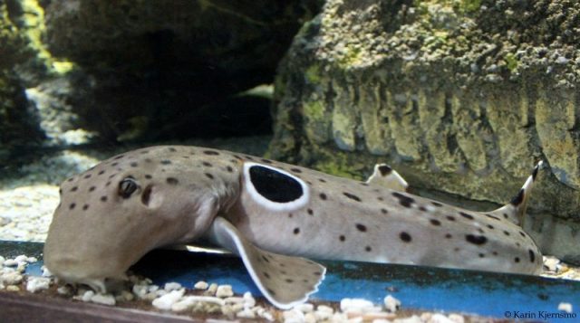 Gambar Ikan Hias Air Laut Epaulette shark
