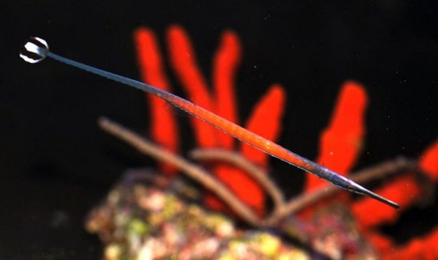 Gambar Ikan Hias Air Laut Janss' pipefish