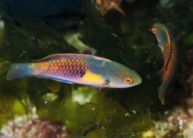 Gambar Ikan Hias Air Laut Multicolor velvet wrasse