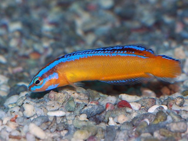 Gambar Ikan Hias Air Laut Neon pseudochromis, Arabian dottyback atau neon dottyback
