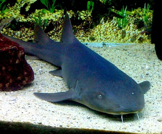 Gambar Ikan Hias Air Laut Nurse shark