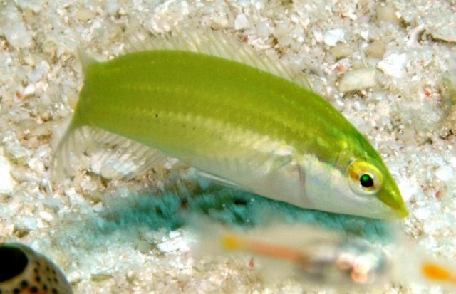 Gambar Ikan Hias Air Laut Pastel-green wrasse