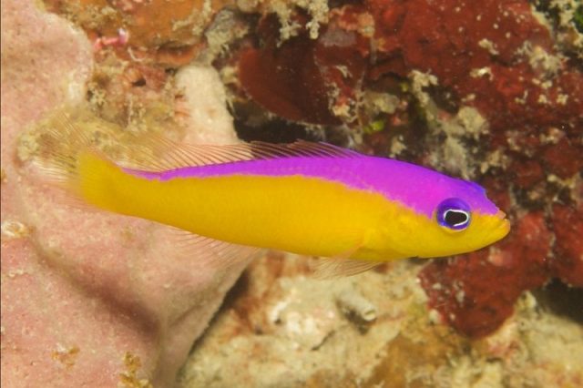 Gambar Ikan Hias Air Laut Purple stripe pseudochromis atau diadema basslet