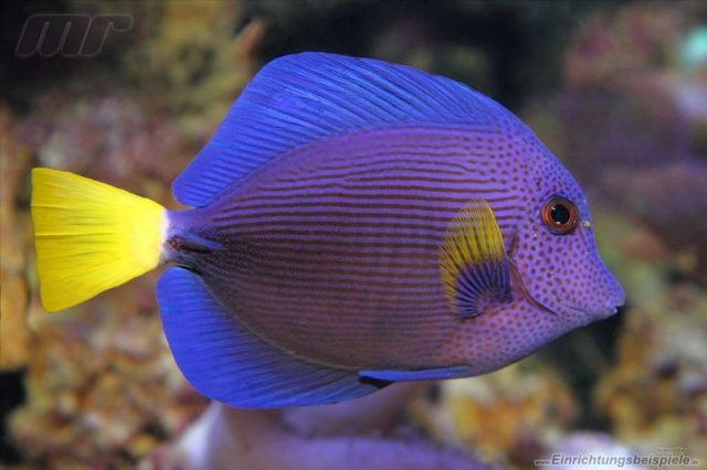 Gambar Ikan Hias Air Laut Purple tang