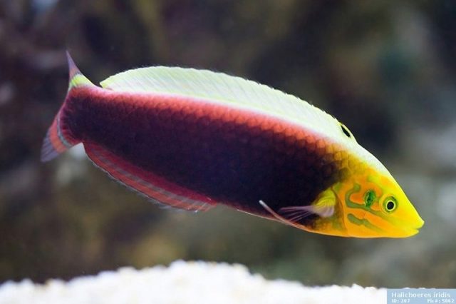 Gambar Ikan Hias Air Laut Radiant wrasse