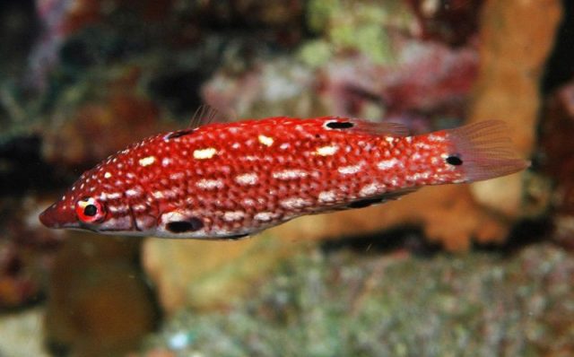 Gambar Ikan Hias Air Laut Red diana hogfish