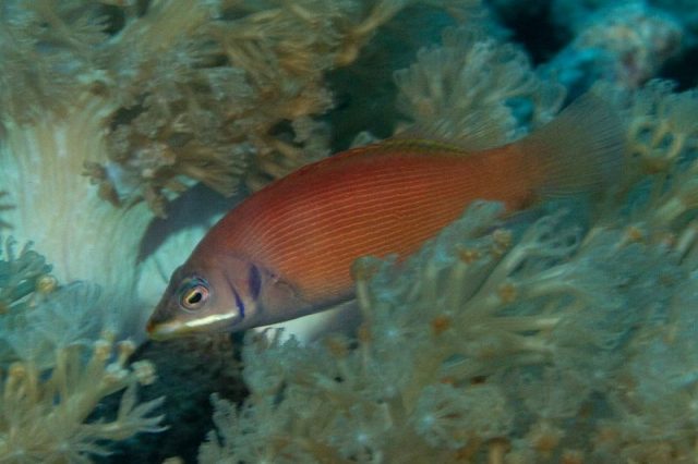 Gambar Ikan Hias Air Laut Scarlet pin stripe wrasse