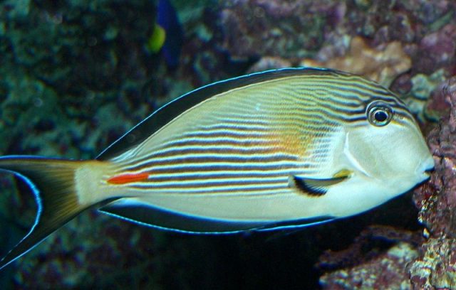 Gambar Ikan Hias Air Laut Sohal tang