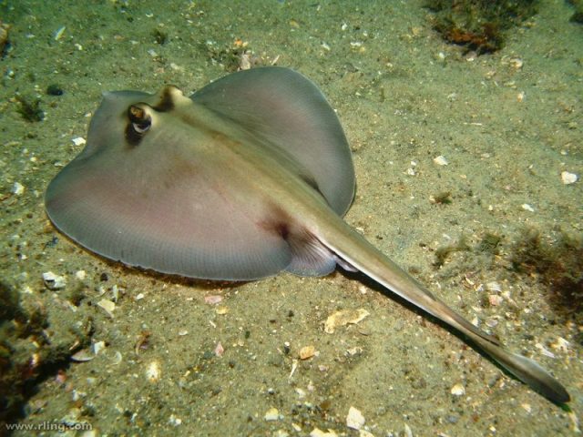 Gambar Ikan Hias Air Laut Spotted caribbean stingray
