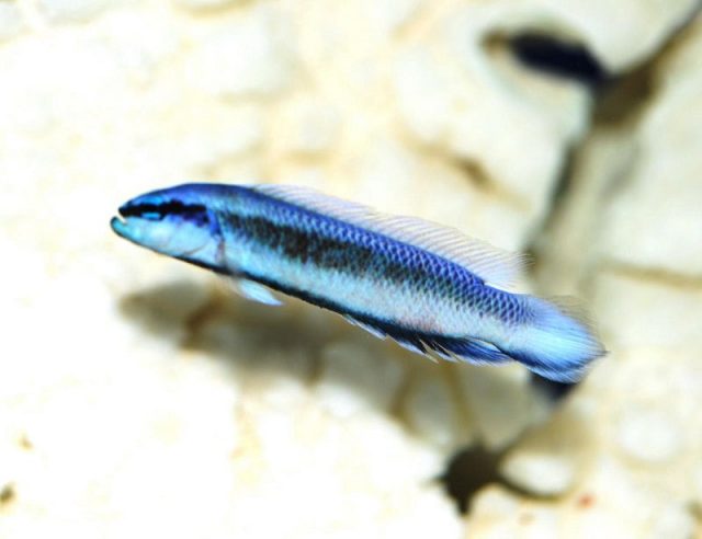 Gambar Ikan Hias Air Laut Striped dottyback