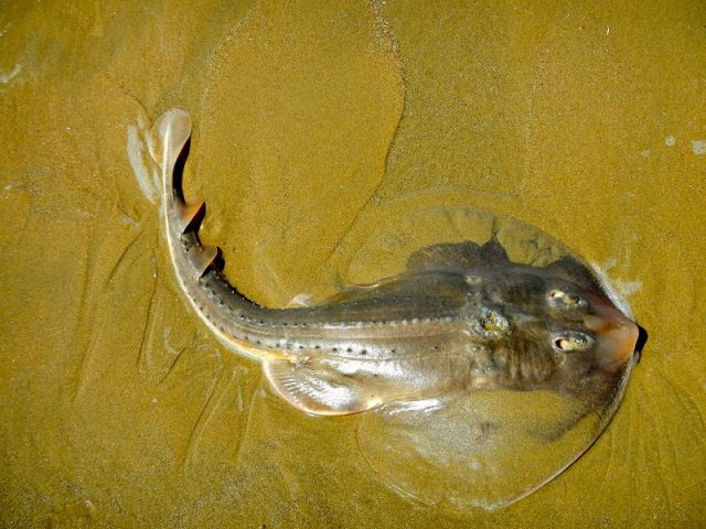 Gambar Ikan Hias Air Laut Thornback stingray