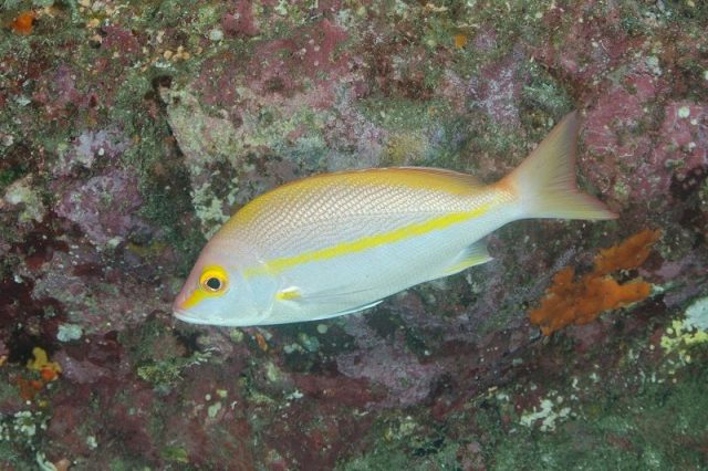 Gambar Ikan Hias Air Laut Yellow-Banded Snapper, Hussar Emperor Snapper