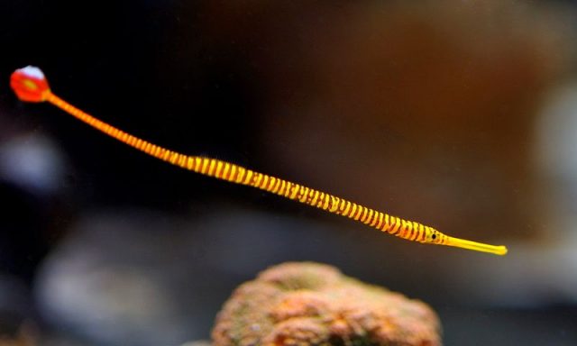 Gambar Ikan Hias Air Laut Yellow multibanded pipefish