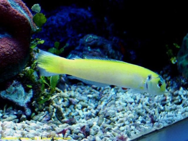 Gambar Ikan Hias Air Laut Yellow tilefish