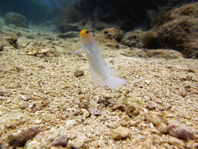 Gambar Ikan Hias Air Laut Yellowhead jawfish