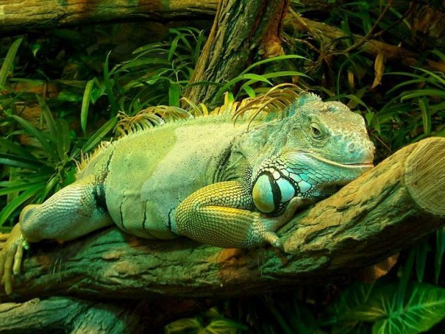 Gambar Green Iguana ( Iguana iguana ) Jenis Kadal Yang Bisa Dipelihara