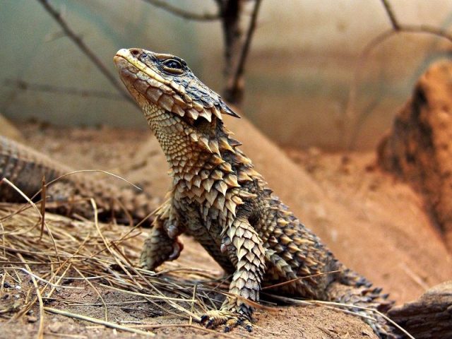 Gambar Kadal Armadillo Lizard Jenis Kadal Yang Bisa Dipelihara