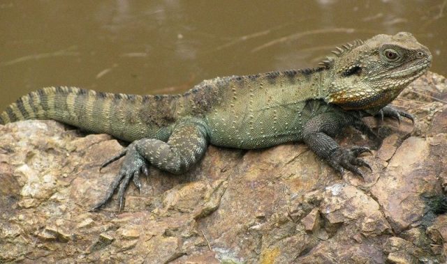 Kadal Australian Water Dragon Jenis Kadal Yang Bisa Dipelihara