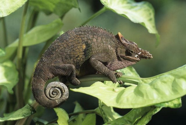 Gambar Kadal Fischer's Chameleon Jenis Kadal Yang Bisa Dipelihara