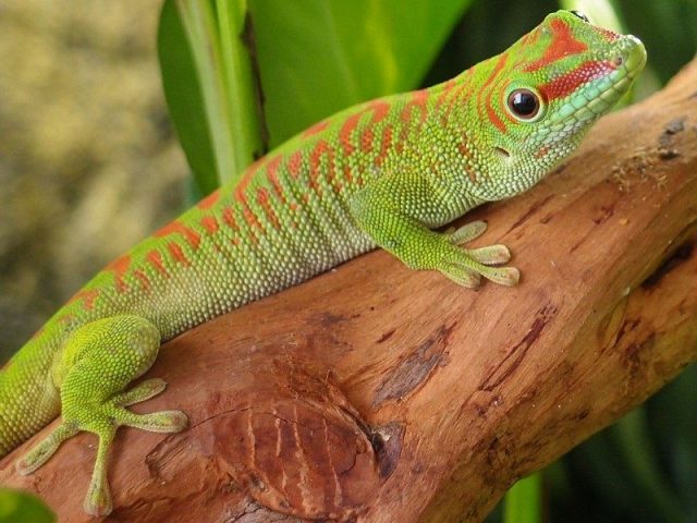 Gambar Kadal Giant Day Gecko Jenis Kadal Yang Bisa Dipelihara