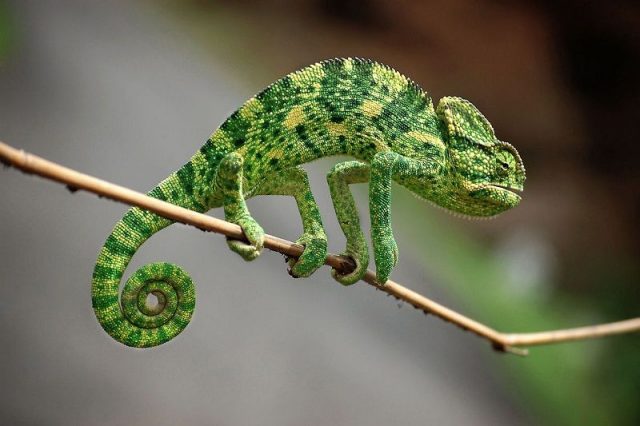 Gambar Kadal Indian Chameleon Jenis Kadal Yang Bisa Dipelihara