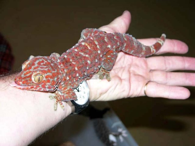 Gambar Kadal Tokay Gecko Jenis Kadal Yang Bisa Dipelihara