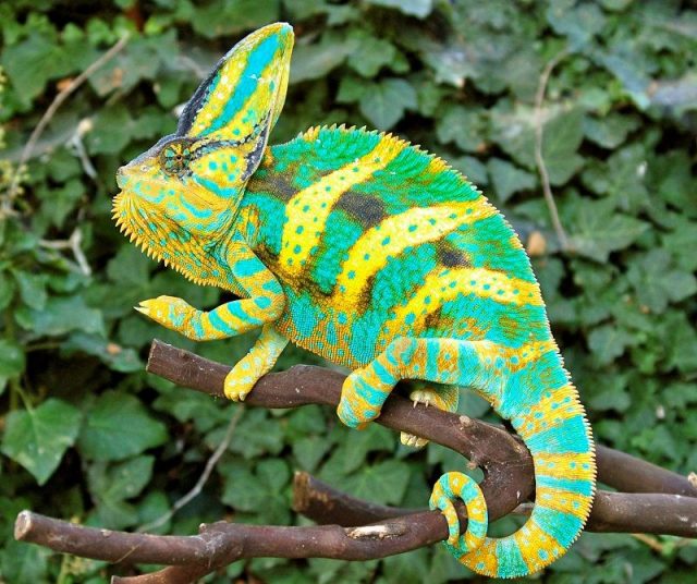 Gambar Kadal Veiled Chameleon Jenis Kadal Yang Bisa Dipelihara