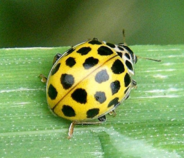 Gambar Ladybird Nama Hewan Dari Huruf L