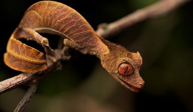 Gambar Leaf-Tailed Gecko Nama Hewan Dari Huruf L