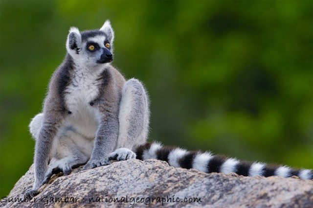Lemur Nama Hewan Dari Huruf L