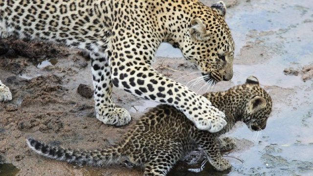 Leopard Nama Hewan Dari Huruf L