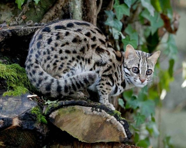 Gambar Leopard Cat Nama Hewan Dari Huruf L
