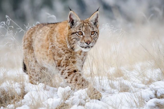 Gambar Lynx Nama Hewan Dari Huruf L