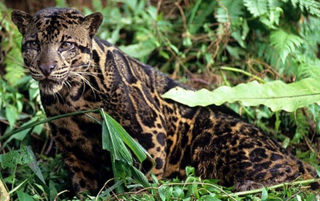 Gambar Macan dahan kalimantan Dan 10 Hewan Langka Di Kalimantan