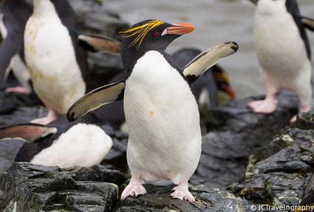 Gambar Nama Hewan Awalan Huruf M Macaroni Penguin