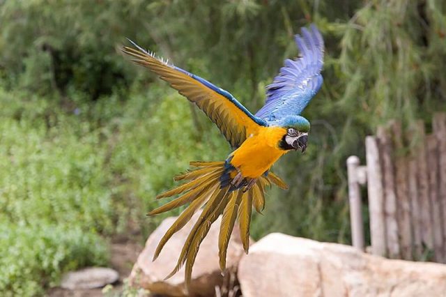 Gambar Nama Hewan Awalan Huruf M Macaw
