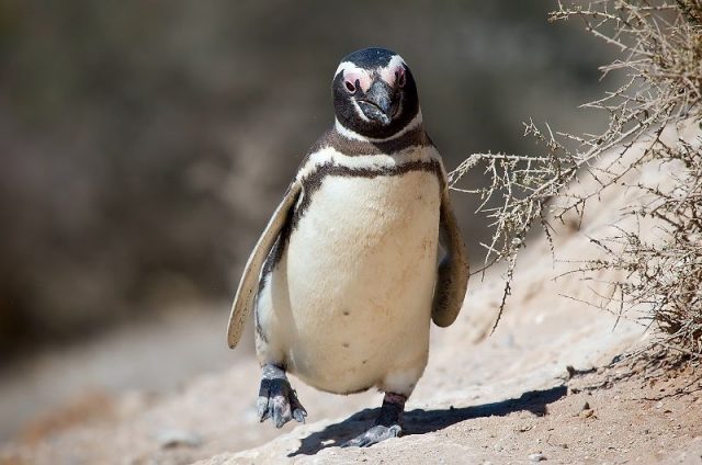 Gambar Nama Hewan Awalan Huruf M Magellanic Penguin