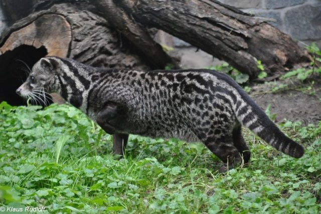 Gambar Nama Hewan Awalan Huruf M Malayan Civet