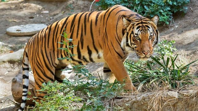 Gambar Nama Hewan Awalan Huruf M Malayan Tiger