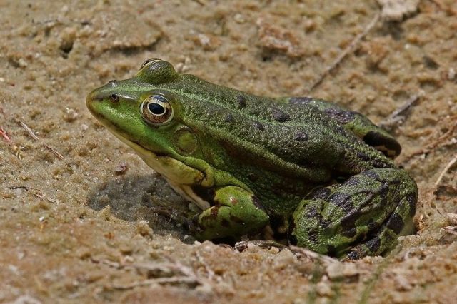 Gambar Nama Hewan Awalan Huruf M Marsh Frog