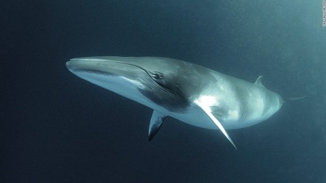 Gambar Nama Hewan Awalan Huruf M Minke Whale