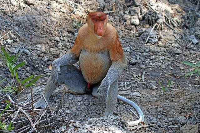 Gambar Monyet Hidung Panjang Dan 10 Hewan Langka Di Kalimantan